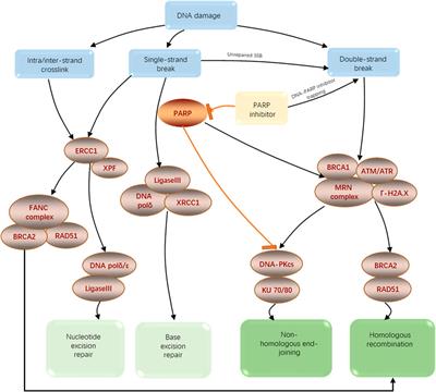 A PARP1-related prognostic signature constructing and PARP-1 inhibitors screening for glioma